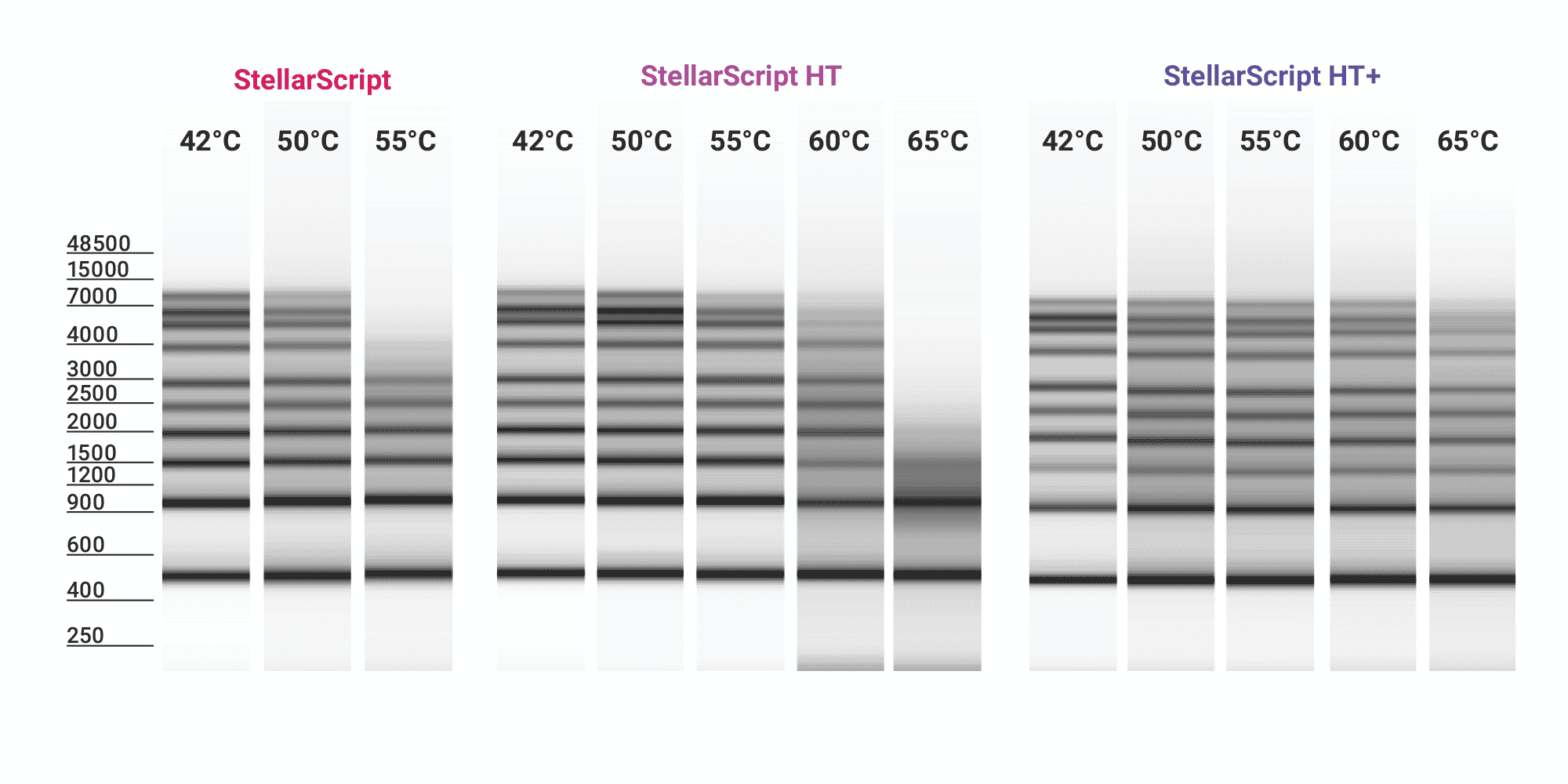 Figure 1A. Overcome RNA template secondary structure with thermostable RTs.  StellarScript, StellarScript HT, and StellarScript HT+ were run in oligo-dT-primed first strand synthesis for 30 minutes using a 0.5 to 9 kb RNA ladder, as indicated. Reverse transcriptase thermostability increases from StellarScript to StellarScript HT and StellarScript HT+.