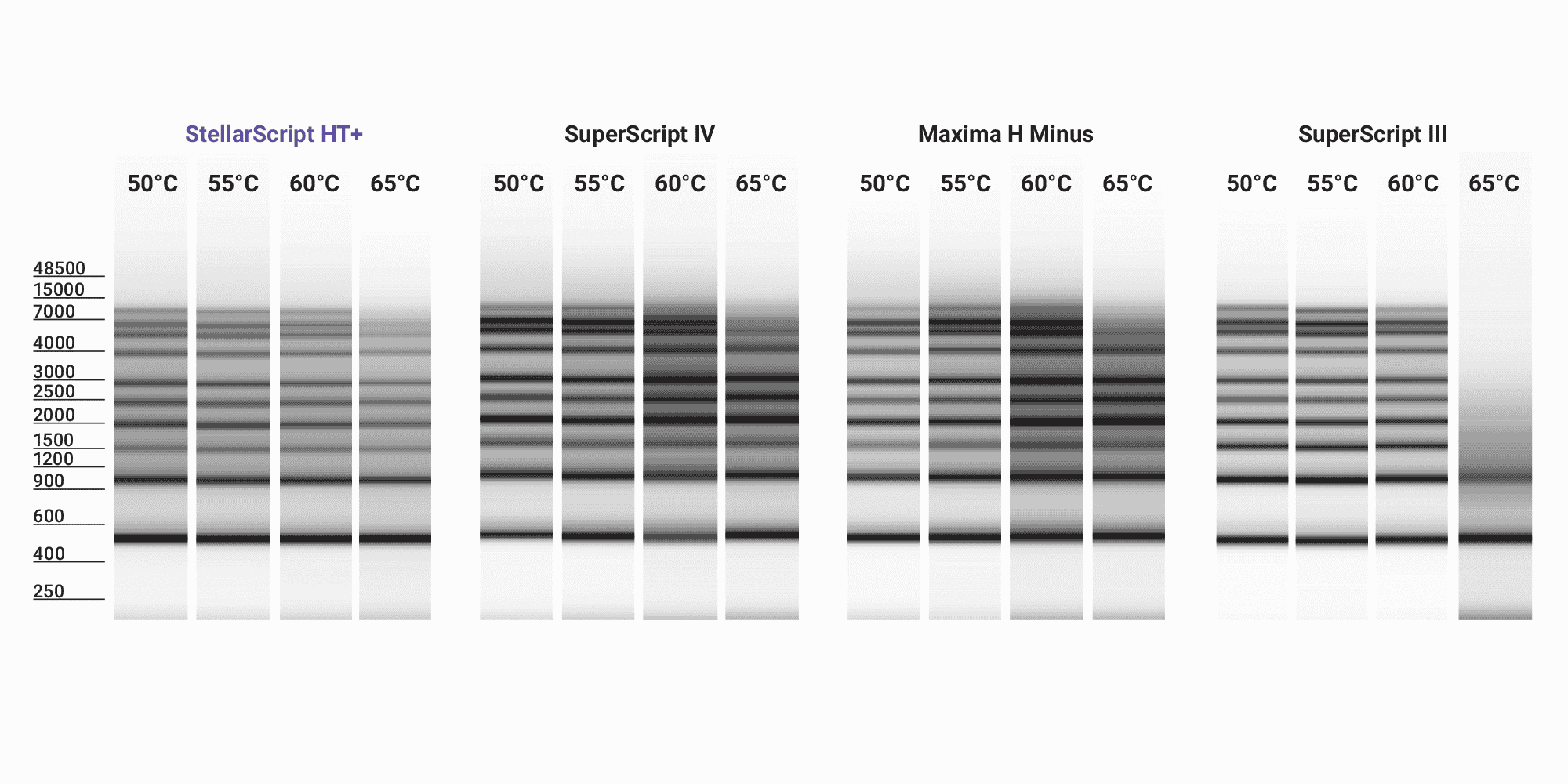Figure 1C. Excellent performance at elevated temperatures. Watchmaker’s StellarScript HT+ and ThermoFisher Scientific’s SuperScript IV and Maxima H Minus were run in oligo-dT-primed first strand synthesis at 50°C, 55°C, 60°C or 65°C for 30 minutes using a 0.5 to 9 kb RNA ladder as template. All three enzymes have robust processivity up to 60°C.
