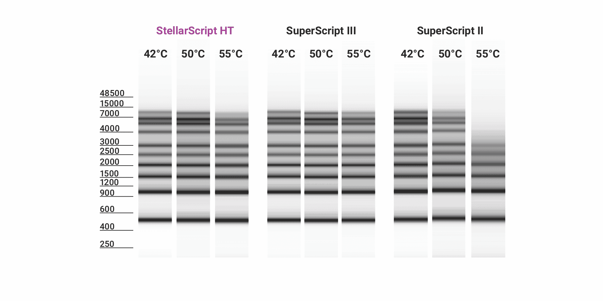 Figure 1B. Improved performance at elevated temperatures. Watchmaker’s StellarScript HT and ThermoFisher Scientific’s SuperScript III were run in oligo-dT-primed first strand synthesis at 42°C, 50°C or 55°C for 30 minutes using a 0.5 to 9 kb RNA ladder as template. Both enzymes have robust processivity across the temperatures assessed.