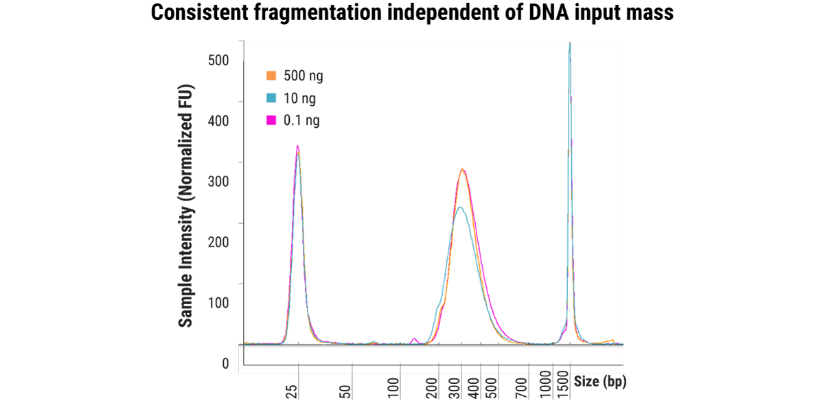 Figure 3. Consistent fragmentation across a 5,000-fold range of DNA input amounts. Libraries were constructed in duplicate from 500, 10, and 0.1 ng of human genomic DNA fragmented for 20 minutes at 30℃. Final library distributions were assessed using a D1000 assay by TapeStation (Agilent).                                    