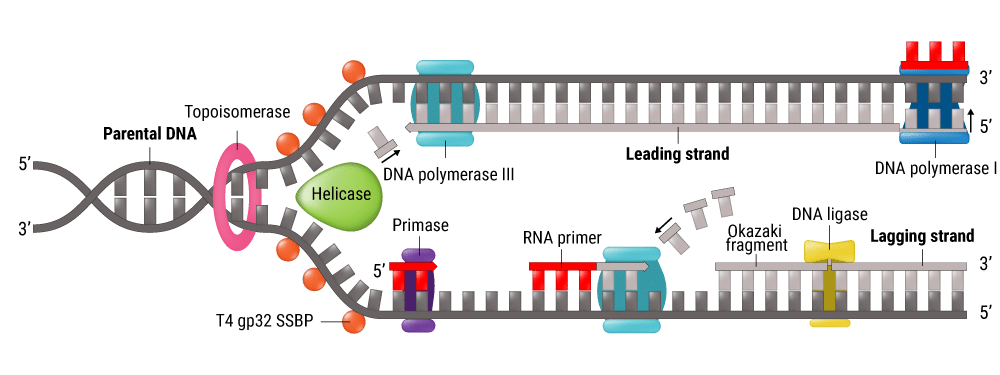 Figure 1. T4 Gene 32 Protein bound to single stranded DNA during helicase-dependent polymerization.